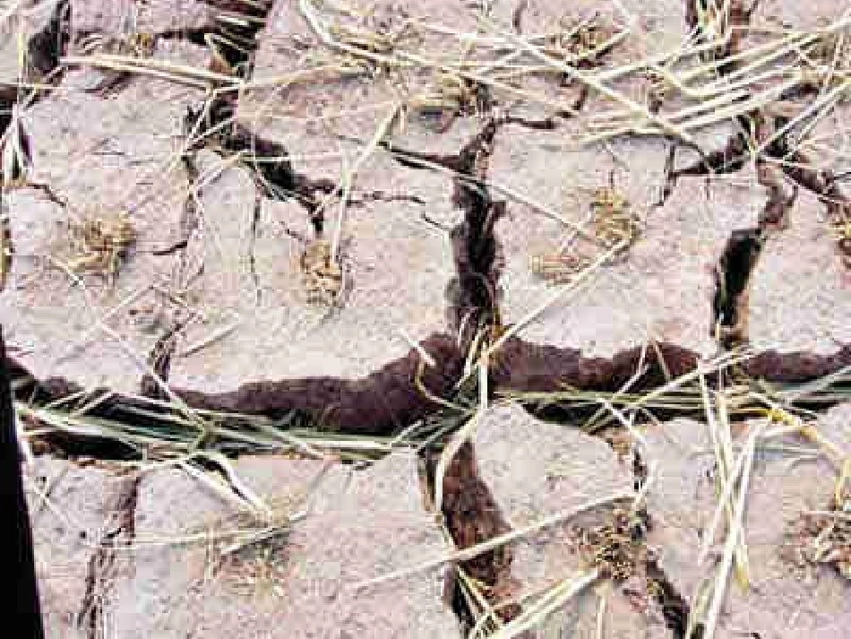 七颗钻石 (7)_第3页