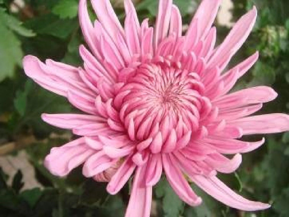 秋天的怀念1_第1页