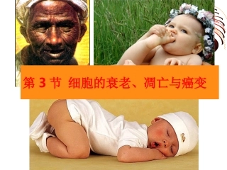 生物：63《细胞的衰老、凋亡与癌变》精品课件（新人教版必修1）（共60张PPT）