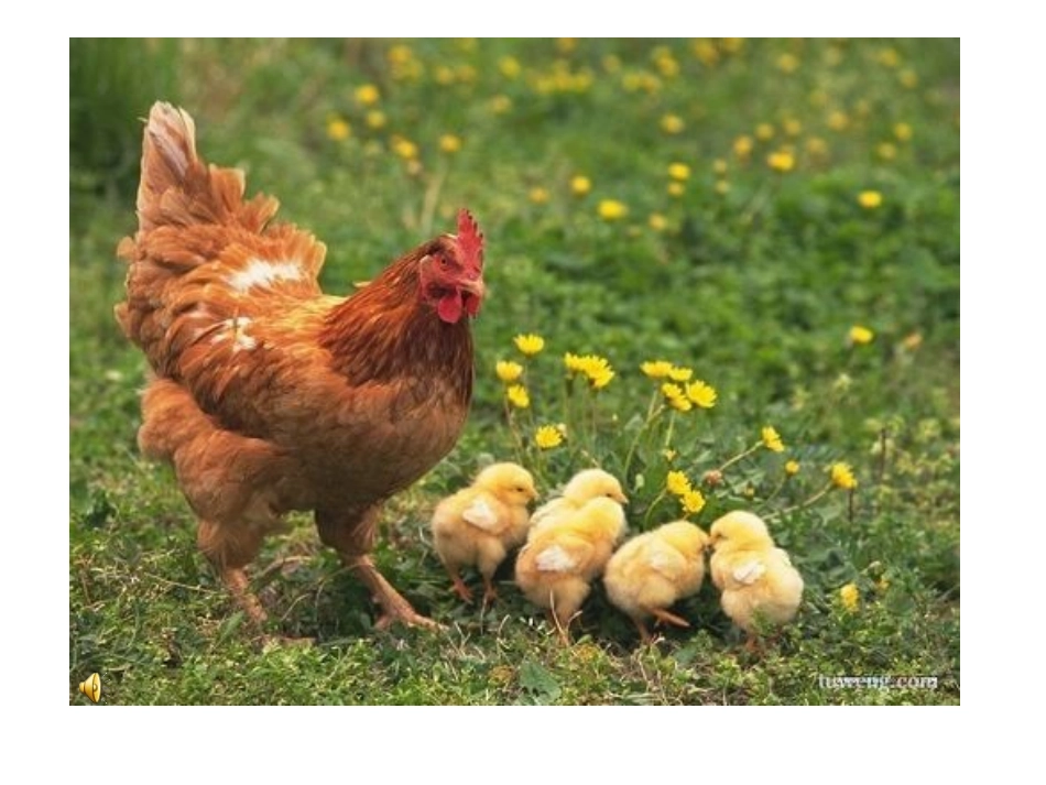 母鸡PPT课件_第2页