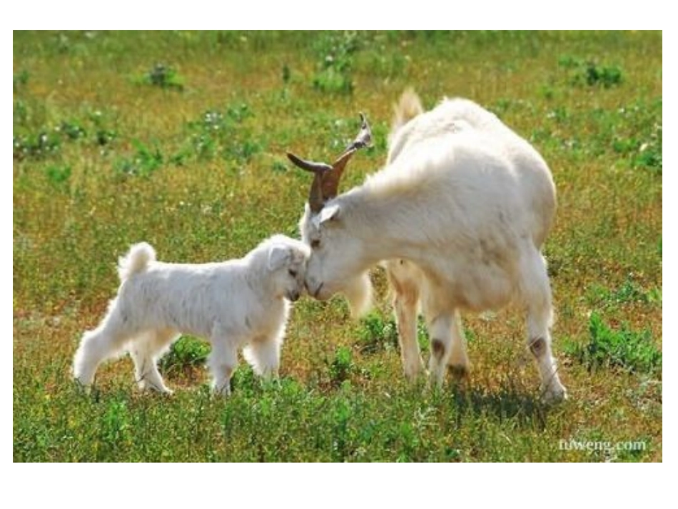 母鸡PPT课件_第3页