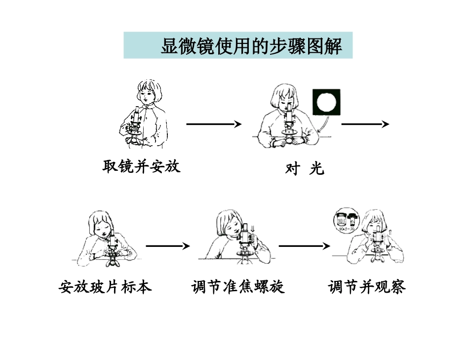 六下一6用显微镜观察身边的生命世界二 (2)_第3页