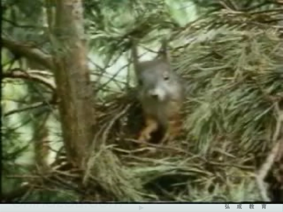 人教新课标版小学五上《松鼠》课件 (2)_第2页