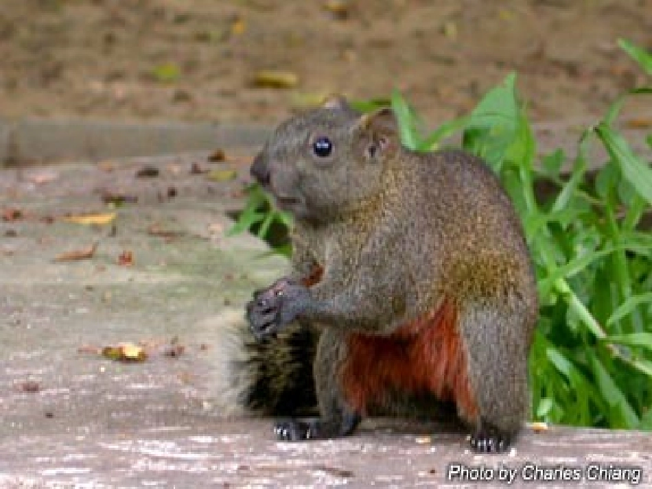 人教新课标版小学五上《松鼠》课件 (2)_第3页