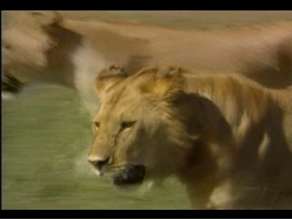 狮子大王课件_第2页