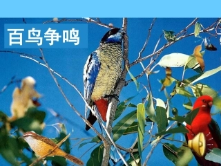 鸟的天堂 (4)