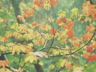 秋天的雨第二课时