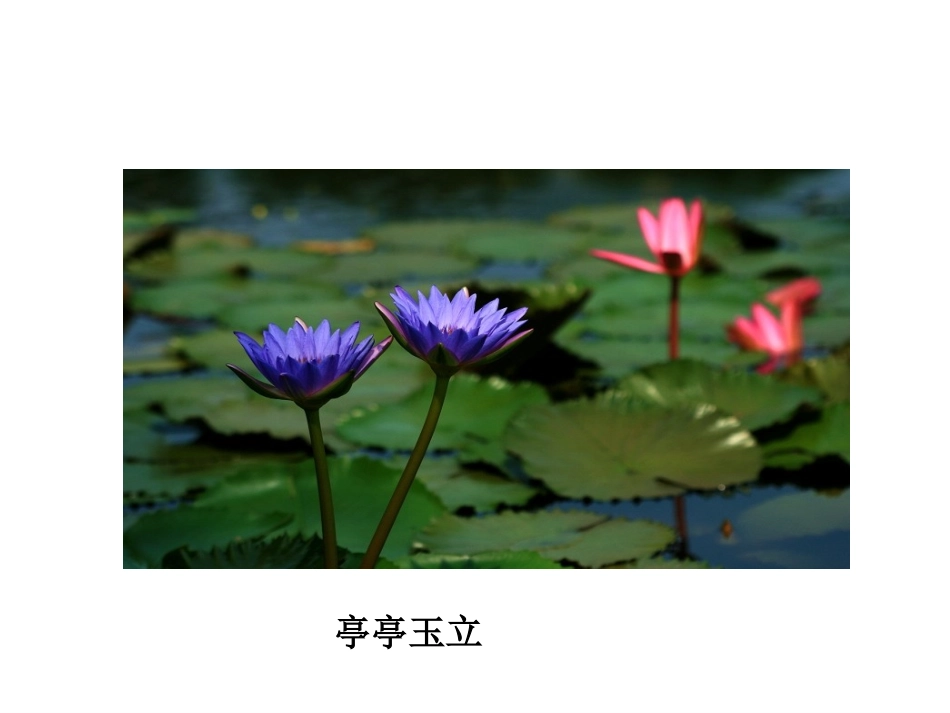 三年级上册语文——13花钟_第3页