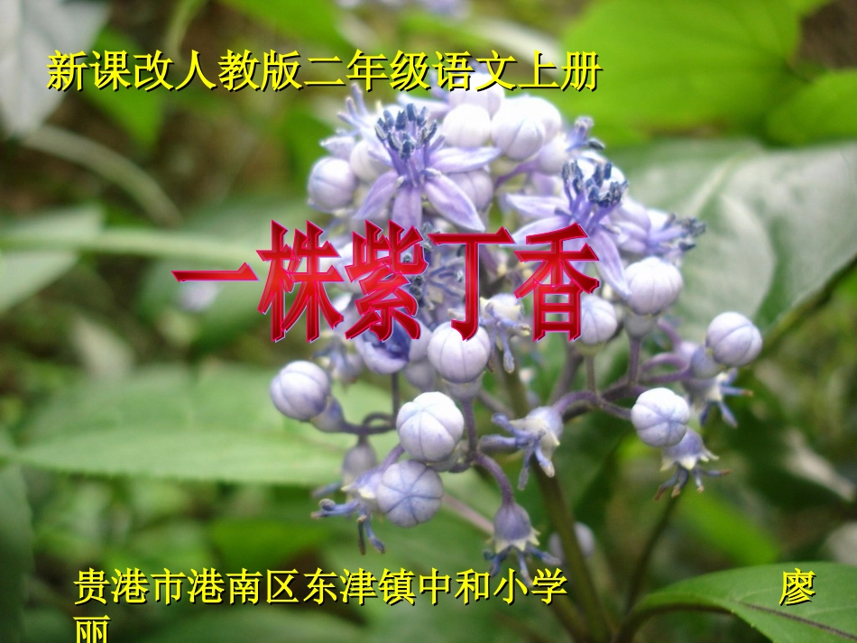 一株紫丁香课件(人教版新课标二年级上册语文课件) (2)_第1页
