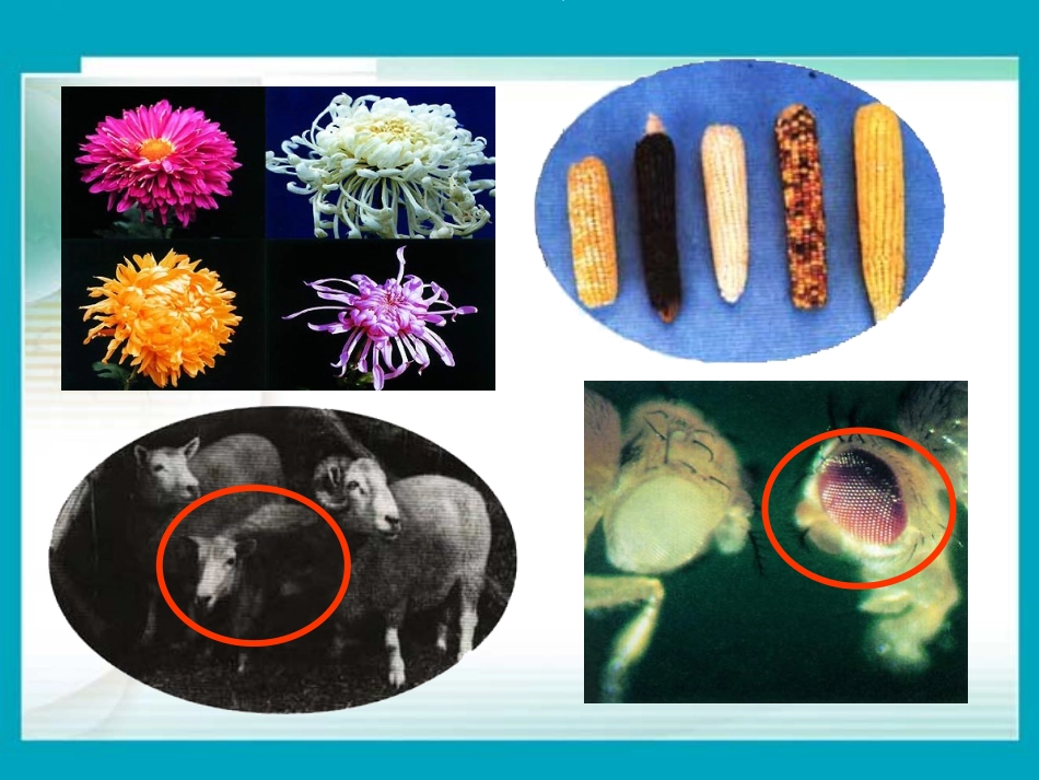 人教版八年级生物第二章第五节生物的变异_第1页