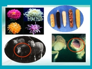 人教版八年级生物第二章第五节生物的变异