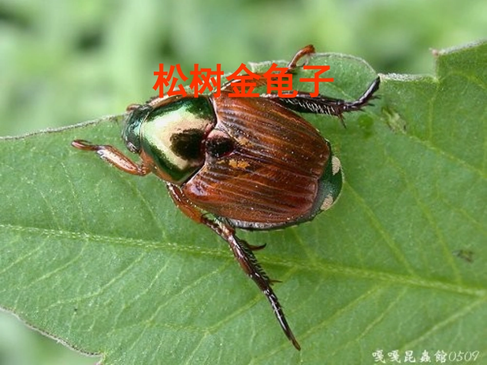 七年级语文下册《松树金龟子》优秀实用课件 苏教版_第1页