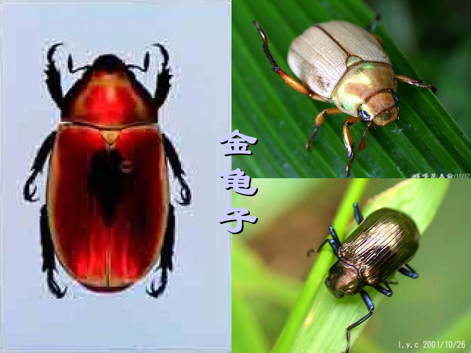 七年级语文下册《松树金龟子》优秀实用课件 苏教版_第3页