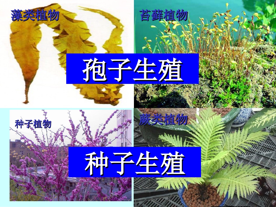 种子植物(3)_第2页