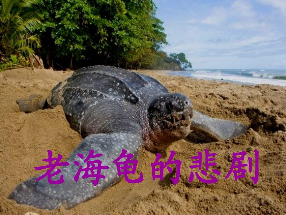 老海龟的悲剧 (2)_第3页