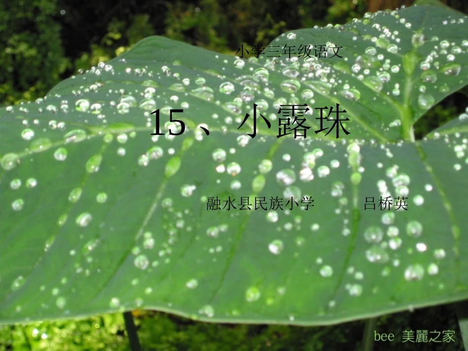 小露珠教学课件_第1页