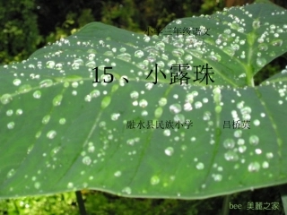 小露珠教学课件