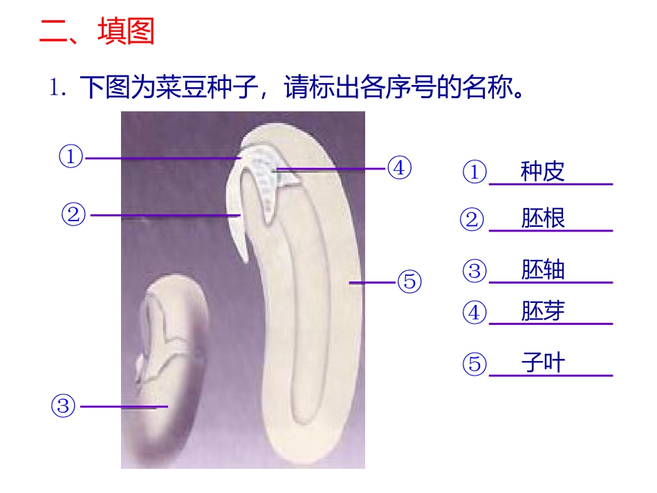 种子植物归纳_第2页