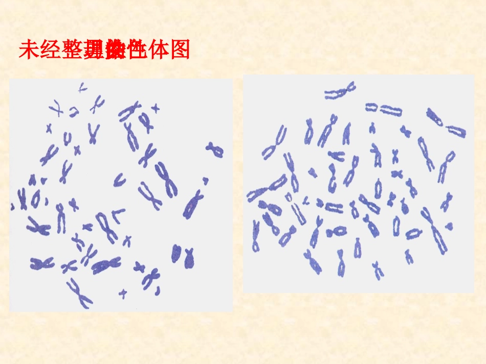 人教版生物八年级下册课件-724人的性别遗传（共26张PPT）_第2页