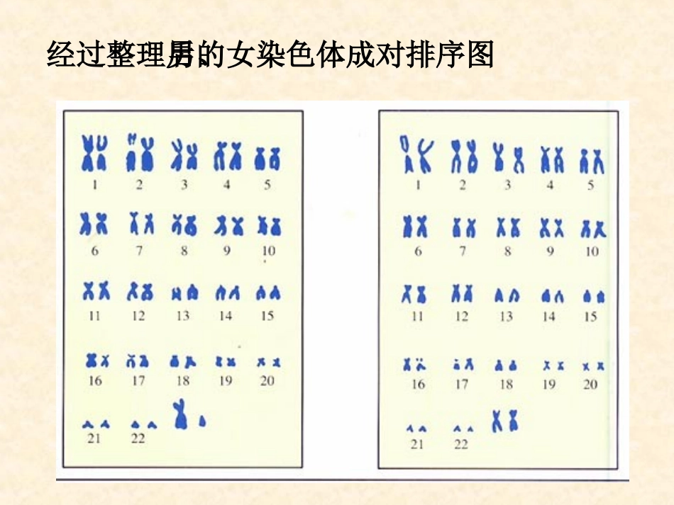 人教版生物八年级下册课件-724人的性别遗传（共26张PPT）_第3页