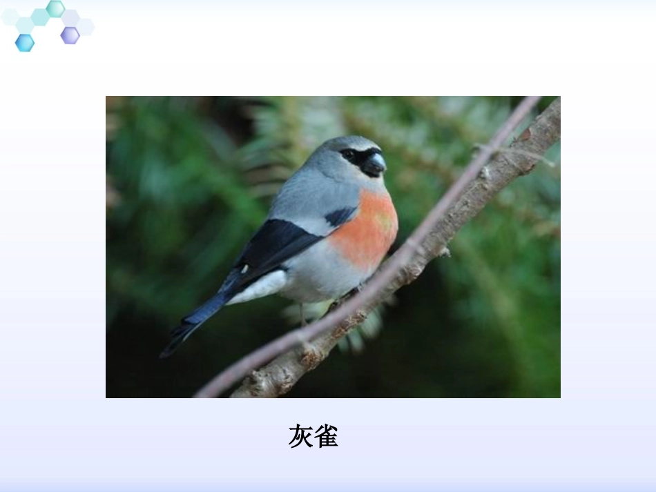 三年级上册语文——5灰雀_第2页