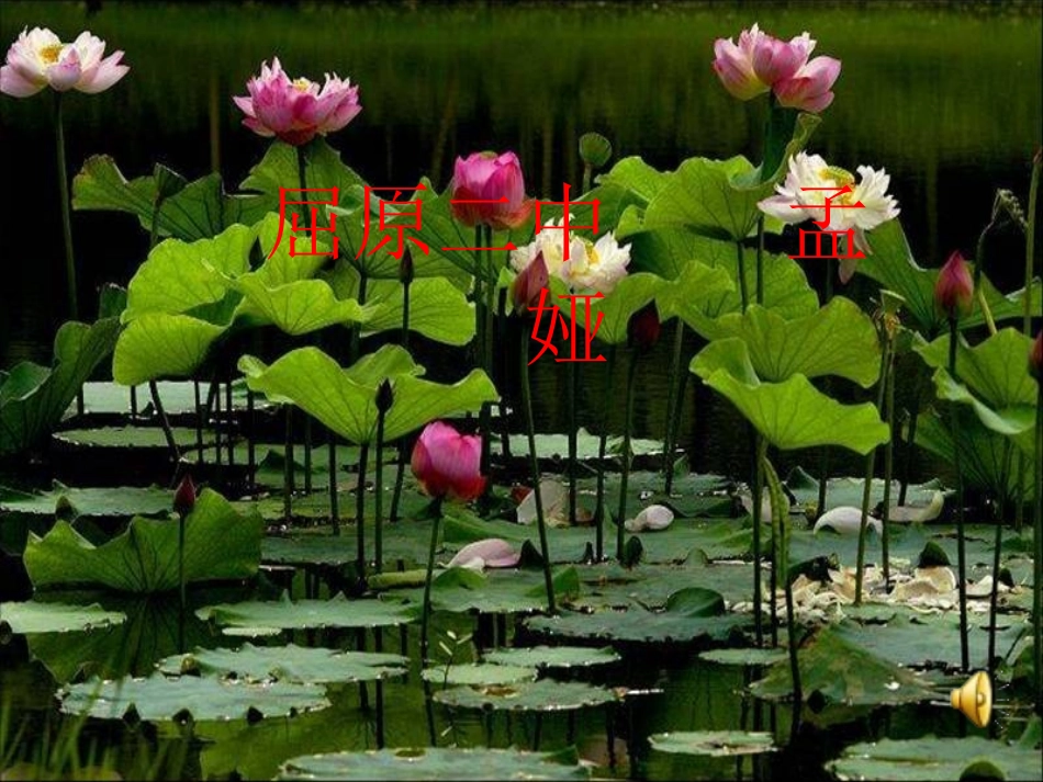 一年级语文下册第四组14荷叶圆圆第一课时课件_第1页