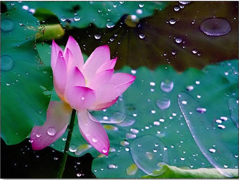 一年级语文下册第四组14荷叶圆圆第一课时课件_第3页