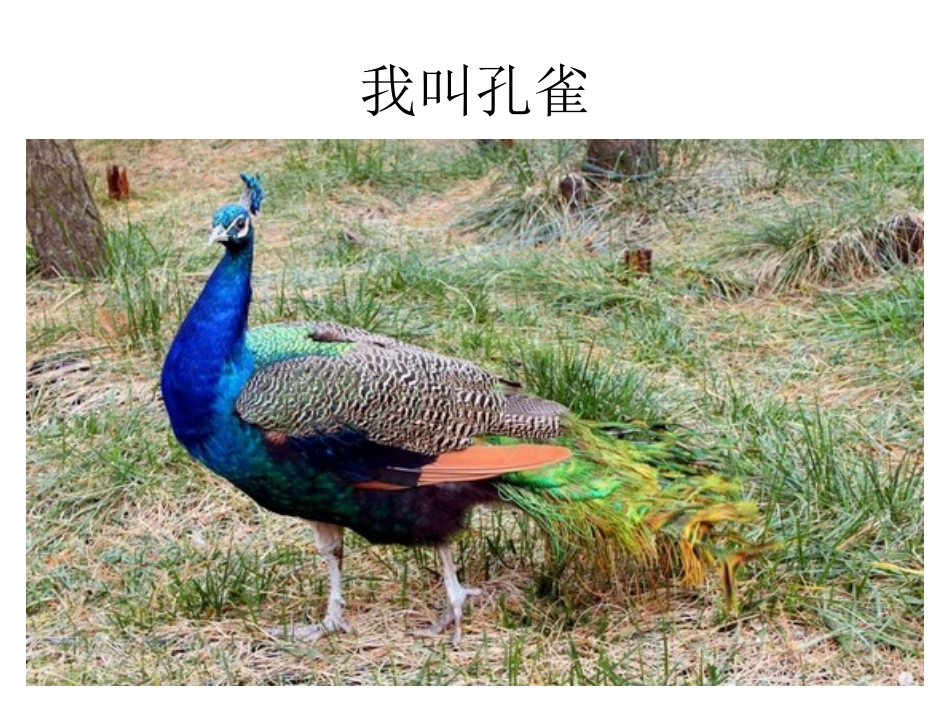 认识动物的世界_第3页