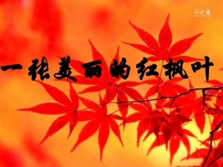 一张美丽的红枫叶 (2)