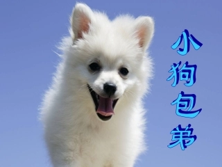 小狗包弟 (2)