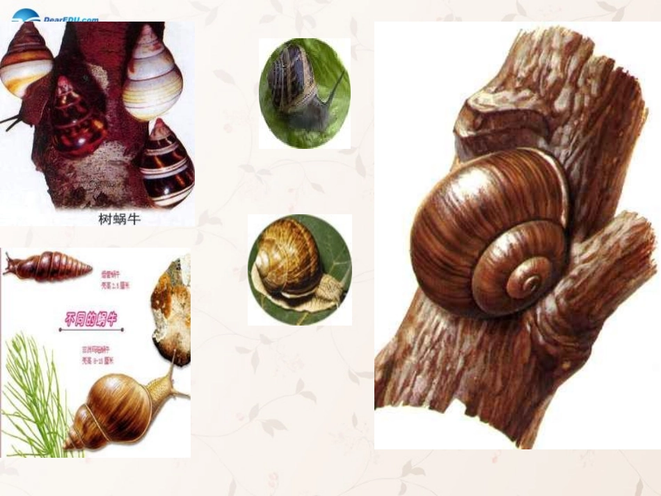 三年级语文上册_第6课_蜗牛课件_语文S版_第3页