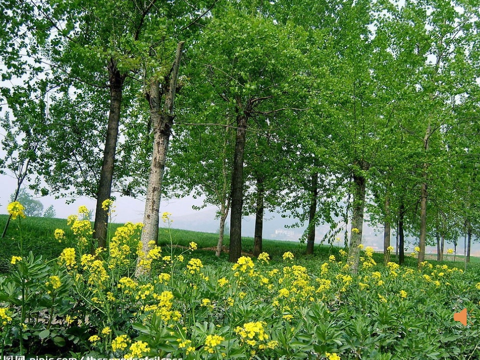 一年级语文两只鸟蛋_第1页