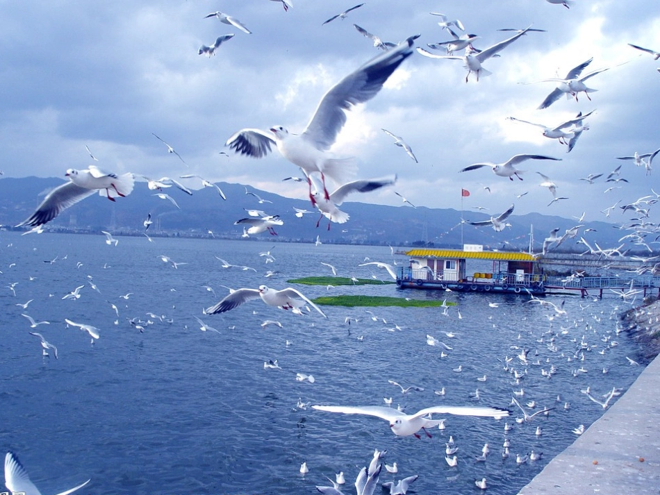 一年级语文两只鸟蛋_第2页