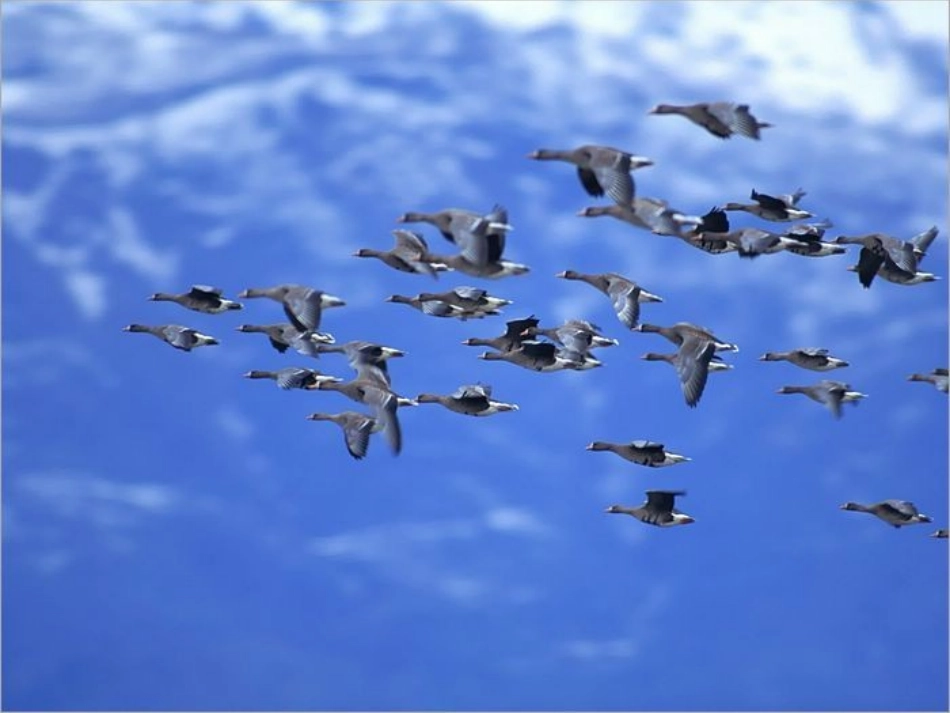 一年级语文两只鸟蛋_第3页