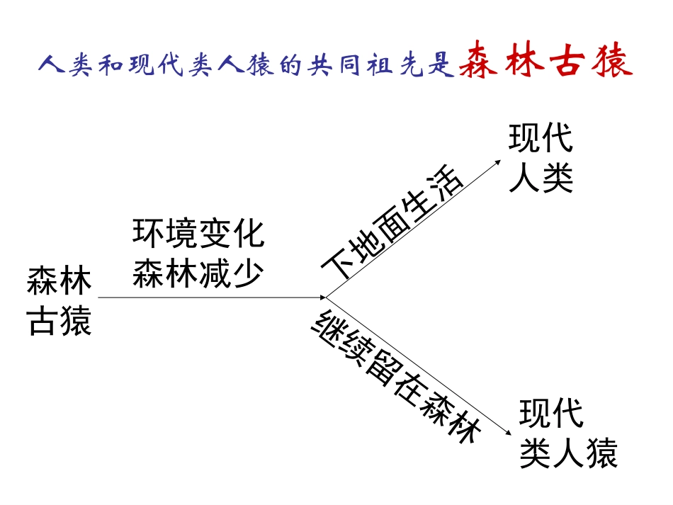 七年级下册生物复习提纲课件_第3页