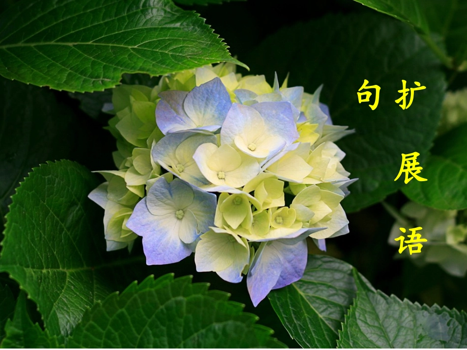 扩展语句课件_第1页