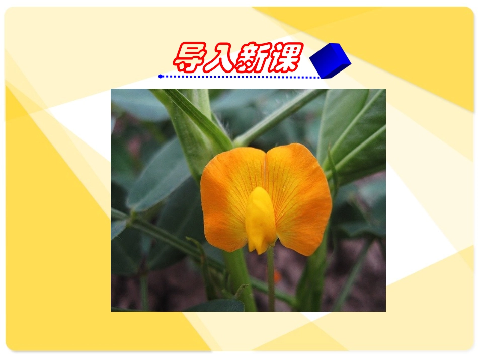 五年级语文上册——15落花生_第1页