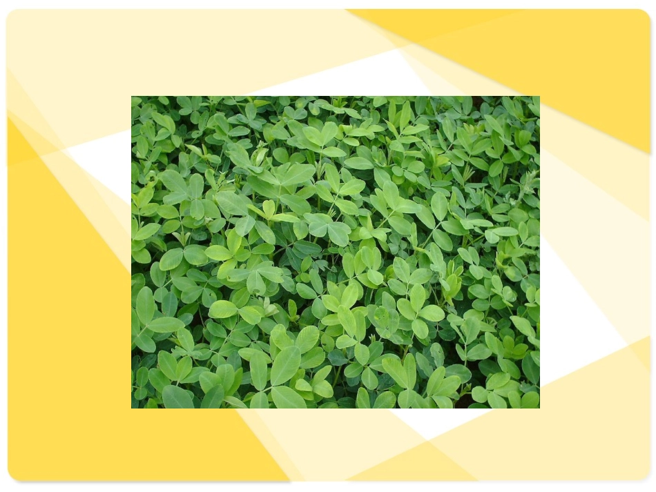 五年级语文上册——15落花生_第2页