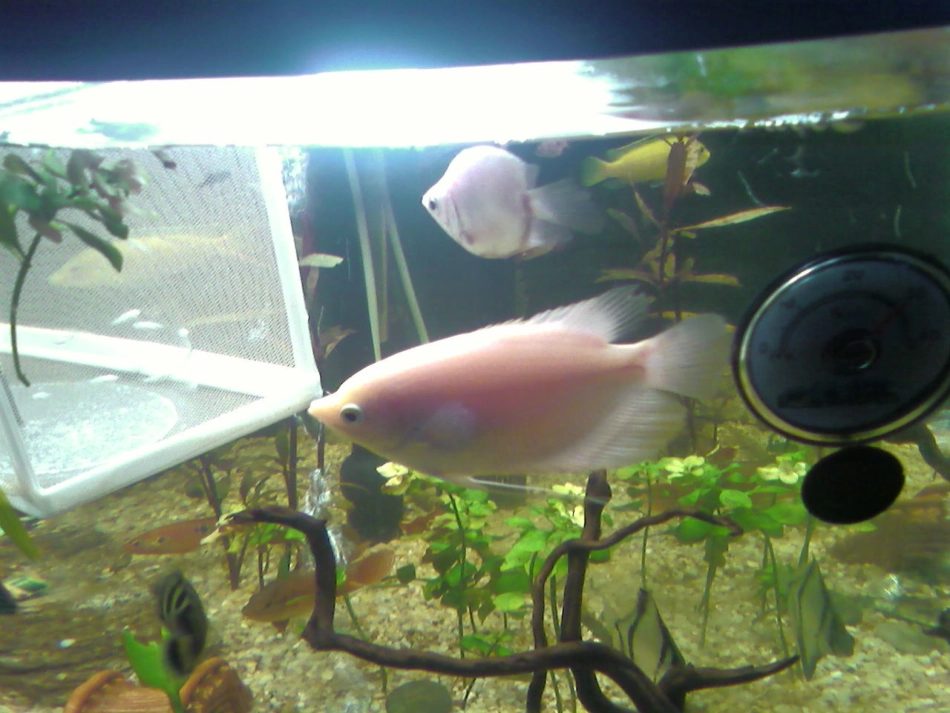 做一个生态瓶_第1页