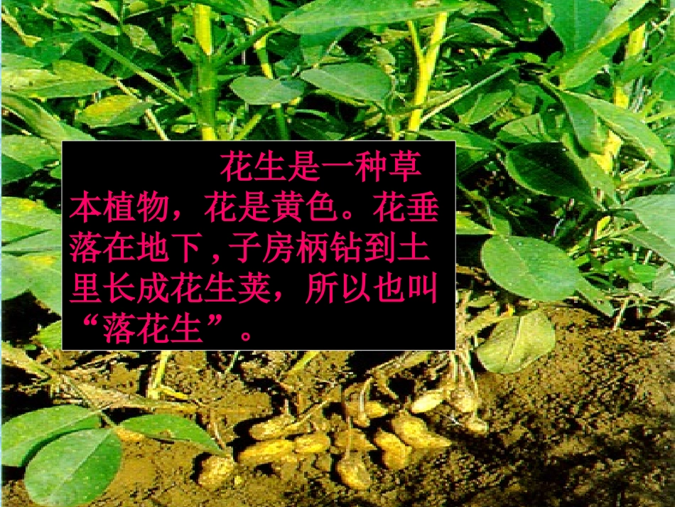 落花生2 (2)_第3页