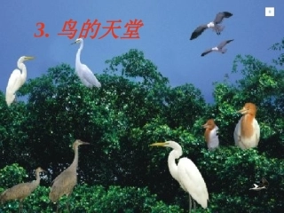 鸟的天堂 (2)