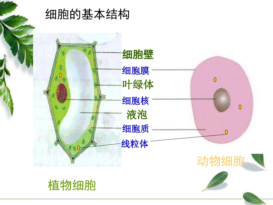 七年级上-2-1-4细胞的生活_第2页