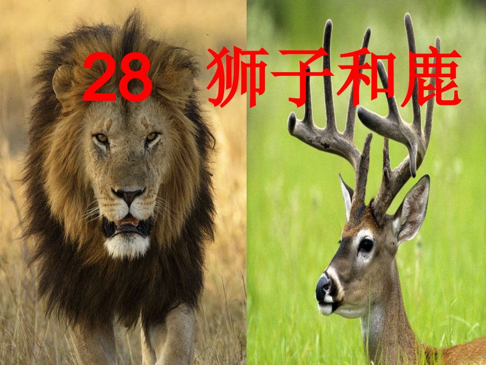 三年级语文上册第七组28狮子和鹿课件_第1页