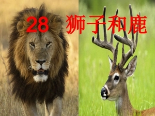 三年级语文上册第七组28狮子和鹿课件
