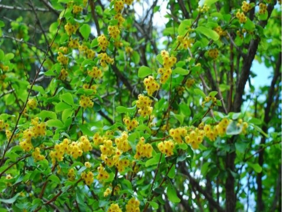 四年级语文下册第四组16和我们一样享受春天（略读）课件_第2页