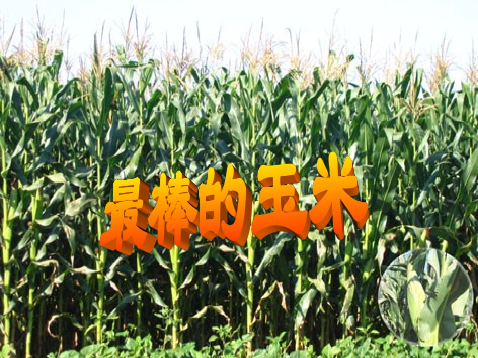 快2最棒的玉米_第1页