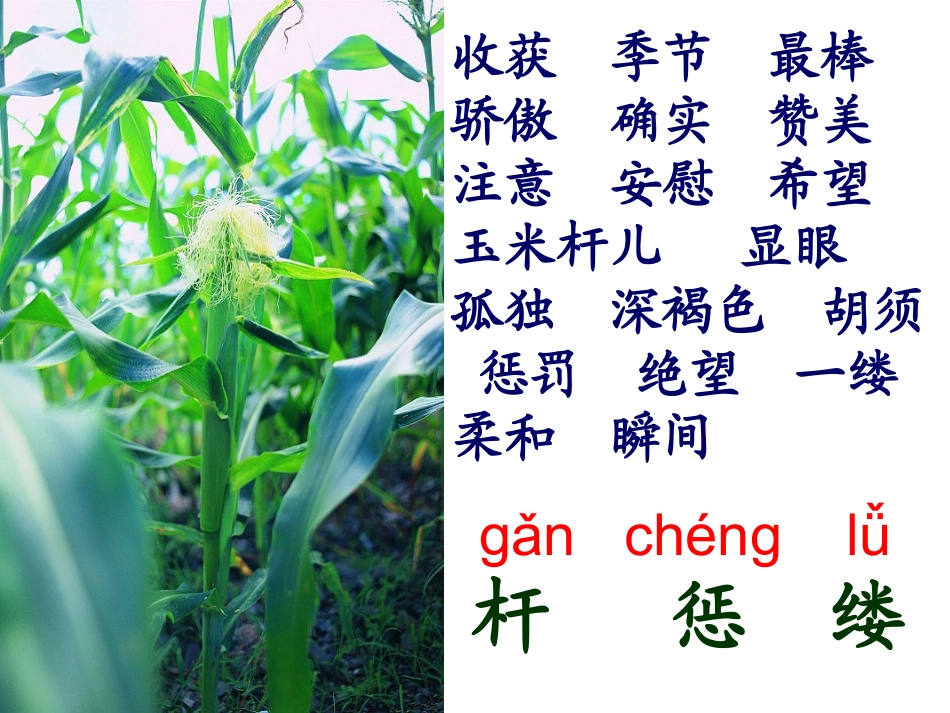 快2最棒的玉米_第2页