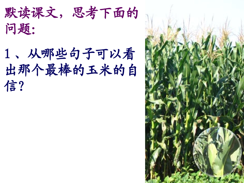 快2最棒的玉米_第3页