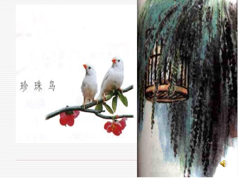 珍珠鸟课件 (4)_第2页