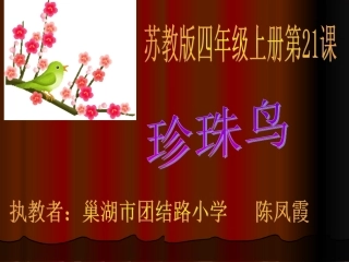 珍珠鸟课件 (4)